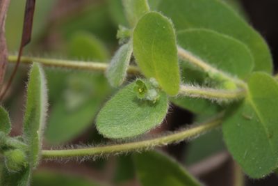 Euphorbia innocua, photographed by Reid Hardin