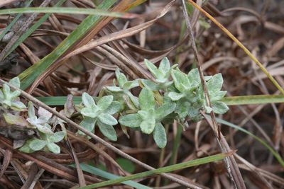 Stemodia lanata, photographed by Reid Hardin
