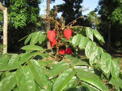 Cnestis ferruginea