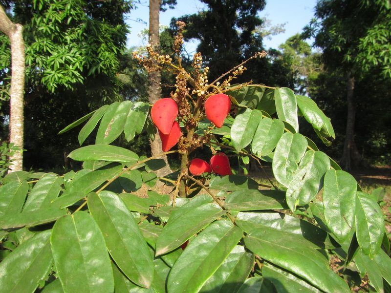 Cnestis ferruginea, photographed by Lucy Keith-Diagne