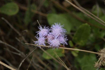 Conoclinium betonicifolium, photographed by Reid Hardin