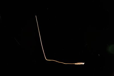 Austrostipa breviglumis, photographed by Kym Nicolson