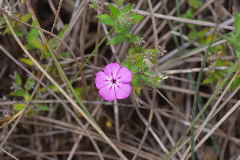 Phlox glabriflora, photographed by Michelle W. （鍾偉瑋）