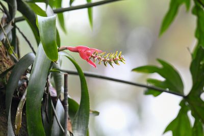 Aechmea nudicaulis, photographed by Trevor Van Loon