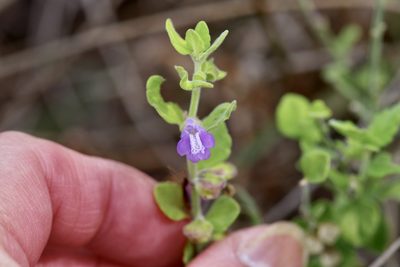 Scutellaria muriculata, photographed by Michelle W. （鍾偉瑋）