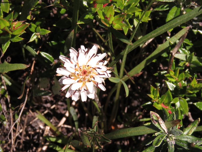 Hypochaeris incana, photographed by Federico Muñoz