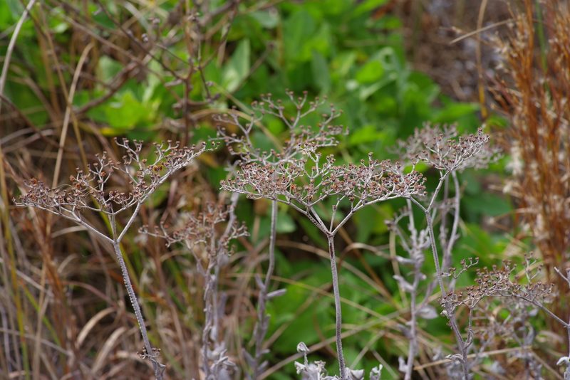 Eriogonum multiflorum, photographed by Michelle W. （鍾偉瑋）