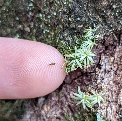 Octoblepharum albidum, photographed by natalie