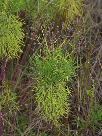 Senecio riddellii, photographed by Michelle W. （鍾偉瑋）