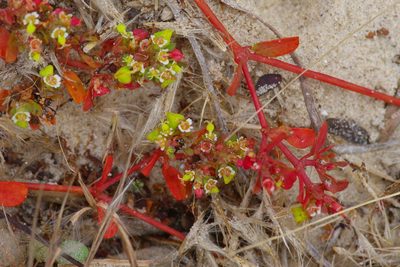 Euphorbia cordifolia, photographed by Michelle W. （鍾偉瑋）