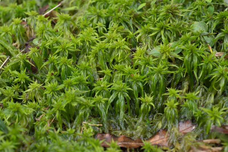 Sphagnum cuspidatum, photographed by 國立臺灣博物館