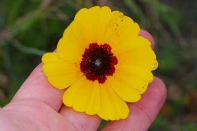 Thelesperma nuecense, photographed by Michelle W. （鍾偉瑋）