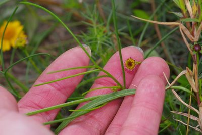 Thelesperma nuecense, photographed by Michelle W. （鍾偉瑋）