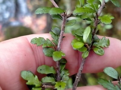 Pittosporum divaricatum, photographed by John Barkla