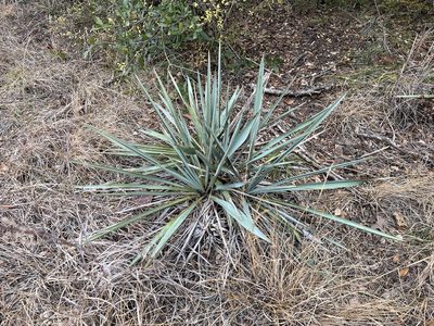 Yucca pallida, photographed by Reid Hardin