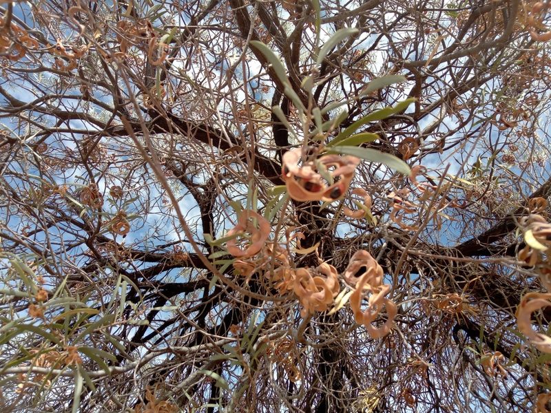 Acacia oswaldii, photographed by Michael McBain