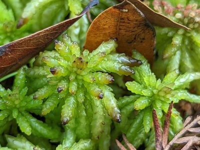 Sphagnum portoricense, photographed by natalie