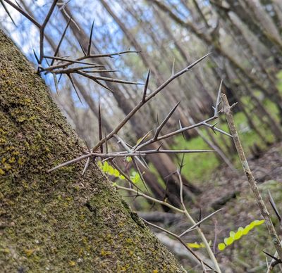 Gleditsia aquatica, photographed by natalie