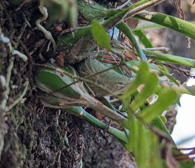 Encyclia tampensis, photographed by natalie