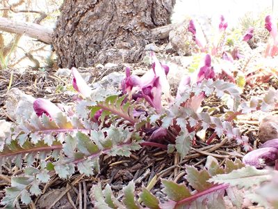 Pedicularis centranthera, photographed by Matt Lavin