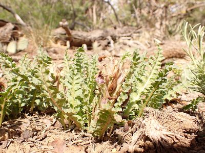 Pedicularis centranthera, photographed by Matt Lavin