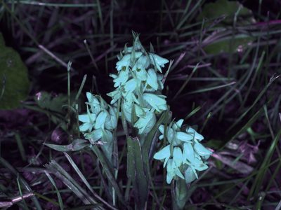 Zeuxine strateumatica, photographed by Michelle W. （鍾偉瑋）