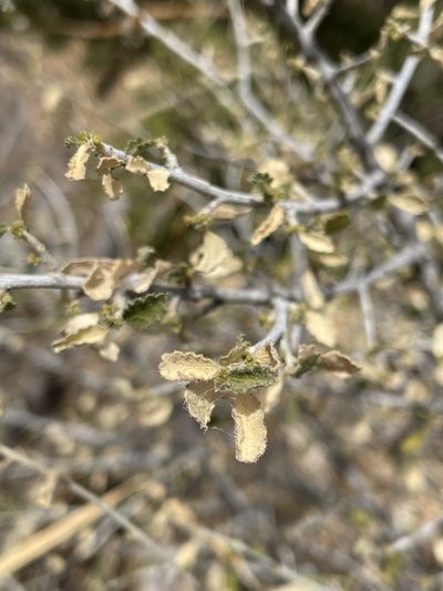 Bernardia obovata, photographed by Matt Berger