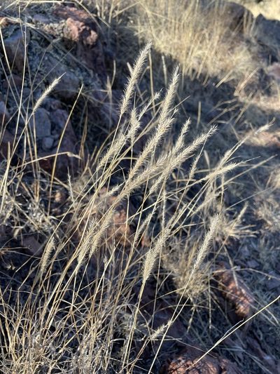 Muhlenbergia alopecuroides, photographed by Matt Berger