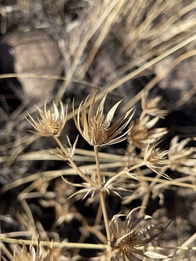 Eryngium heterophyllum, photographed by Matt Berger