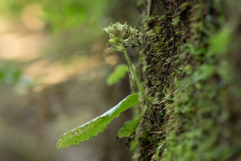 Epithema ceylanicum, photographed by 國立臺灣博物館