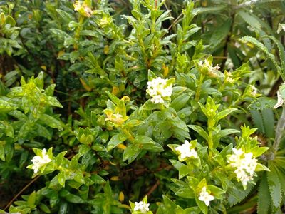 Pimelea gnidia, photographed by John Barkla