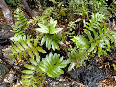 Asplenium obtusatum, photographed by John Barkla