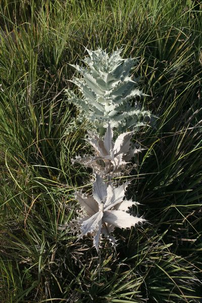 Carlina macrophylla, photographed by Oleg Kosterin