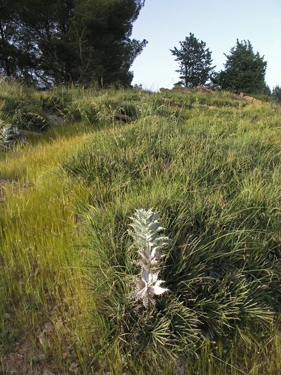 Carlina macrophylla, photographed by Oleg Kosterin