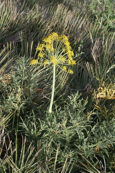 Thapsia transtagana, photographed by Oleg Kosterin