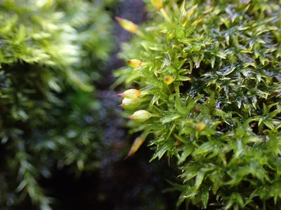 Lewinskya speciosa, photographed by Randal