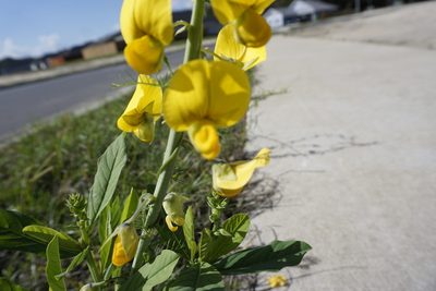 Crotalaria spectabilis, photographed by Lauren Gillett