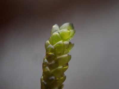 Scleropodium obtusifolium, photographed by Randal
