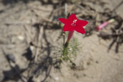 Ipomoea quamoclit, photographed by Lauren Gillett