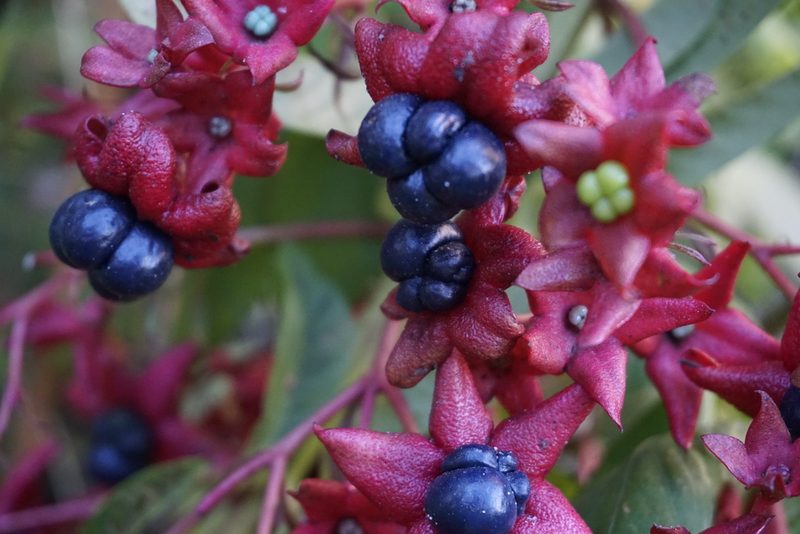 Clerodendrum indicum, photographed by Lauren Gillett