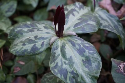 Trillium maculatum, photographed by Lauren Gillett