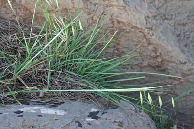 Avena sterilis, photographed by Oleg Kosterin