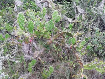 Opuntia arechavaletae, photographed by Agustina Medina
