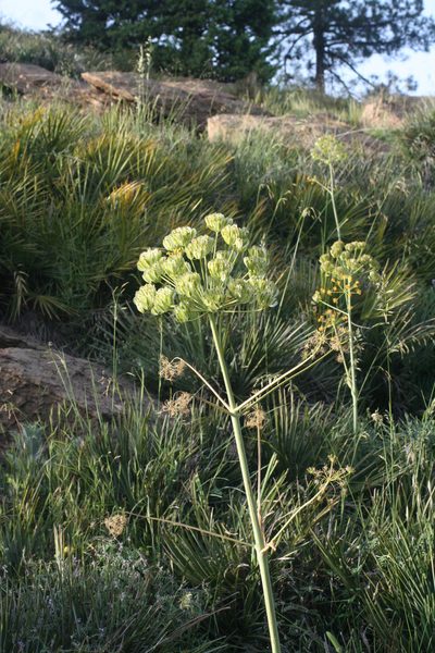 Thapsia transtagana, photographed by Oleg Kosterin