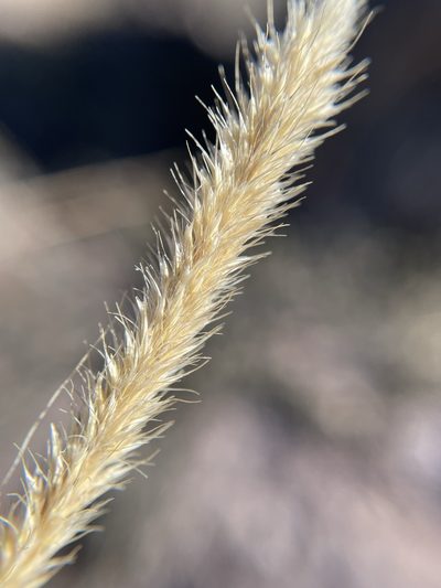Muhlenbergia alopecuroides, photographed by Matt Berger