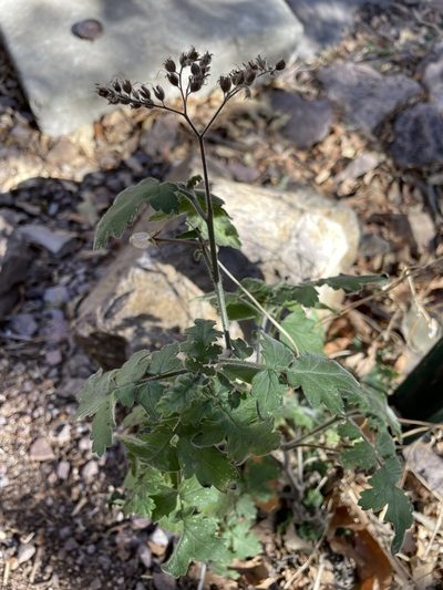 Phacelia rupestris, photographed by Matt Berger