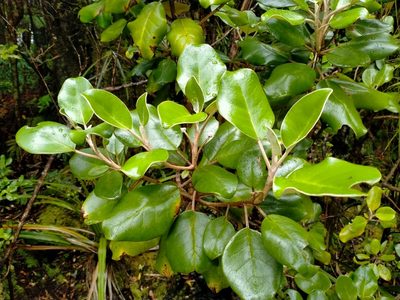 Brachyglottis rotundifolia, photographed by John Barkla