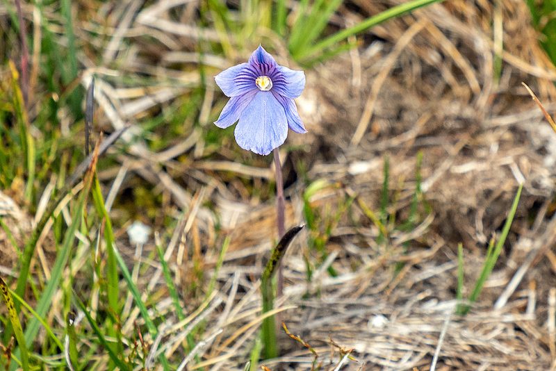 Thelymitra cyanea, photographed by Linda Groom