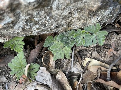 Bommeria hispida, photographed by Matt Berger