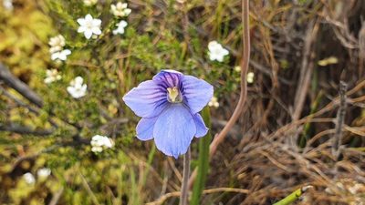 Thelymitra cyanea, photographed by Linda Groom